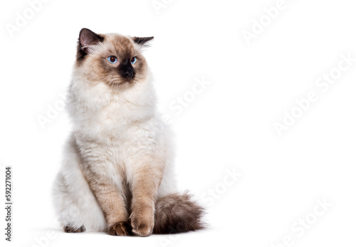 Unhappy Seal point ragdoll cat blue eyed looking away the copy space area, isolated on white © Eric Isselée