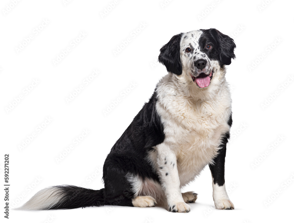 Bastard dog, Dalmatian cross with Bernese Mountain Dog, panting, sitting, looking at the camera, isolated on white Bastard dog, Dalmatian cross with Bernese Mountain Dog, panting, sitting, looking at the camera, isolated on white