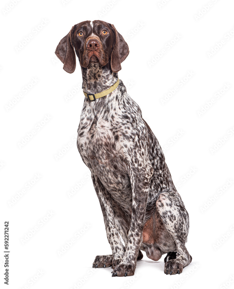 German Shorthaired Pointer sitting, wearing a dog collar, isolated on white