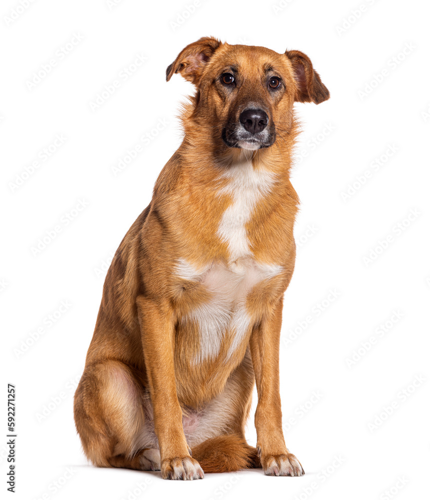 Bastard dog, Malinois cross with labrador retriever, sitting, isolated on white