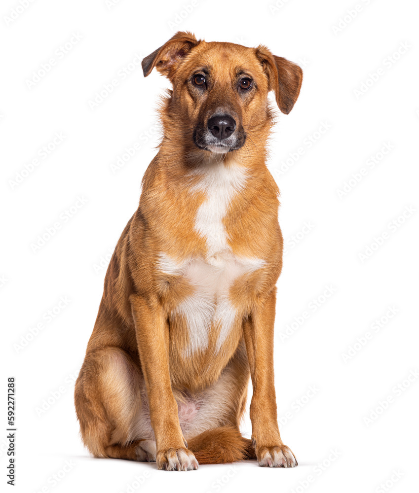 Bastard dog, Malinois cross with labrador retriever, isolated on white