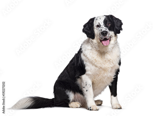 Bastard dog, Dalmatian cross with Bernese Mountain Dog, panting, sitting, looking at the camera, isolated on white