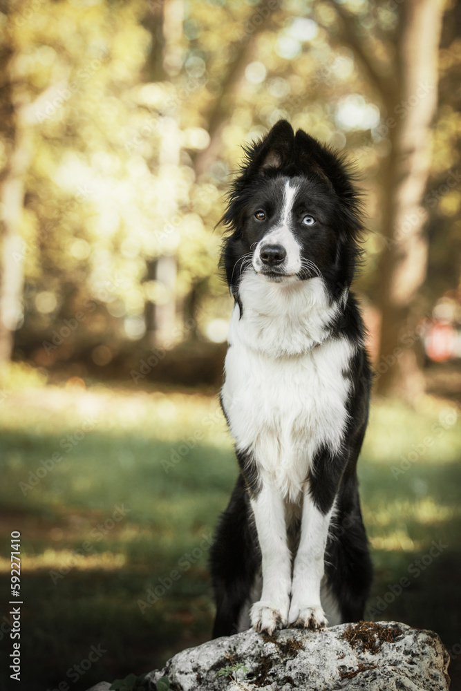 Fototapeta premium Border Collie dog walking at the city park. Dog fun. Cute pet. Dog tricks. Smart domestic dog breed