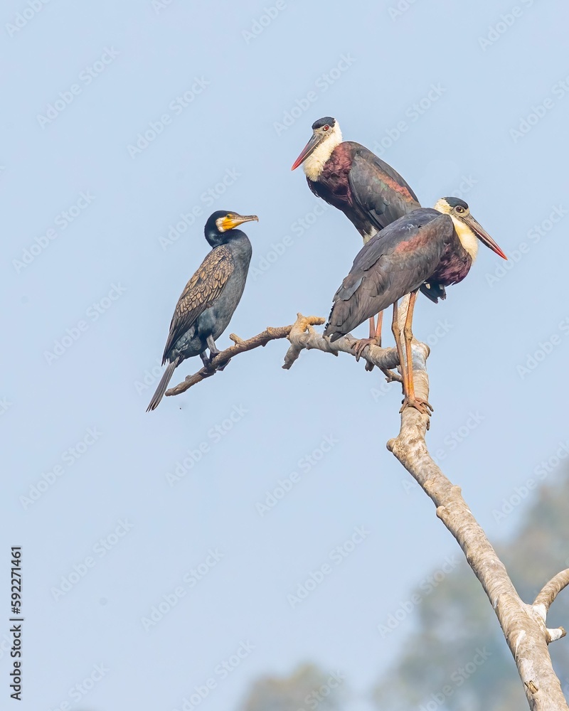 Fototapeta premium Pair of Woolly-necked stork with a cormorant on a tree