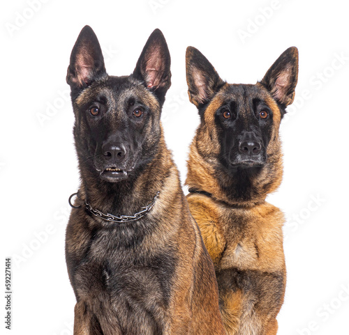 Two Malinois dogs together, looking at the camera