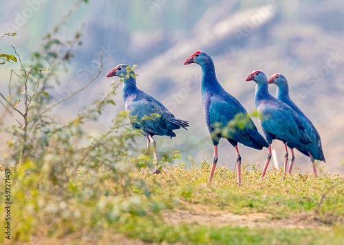 Closeup view of a group of purple Swamphen in a field