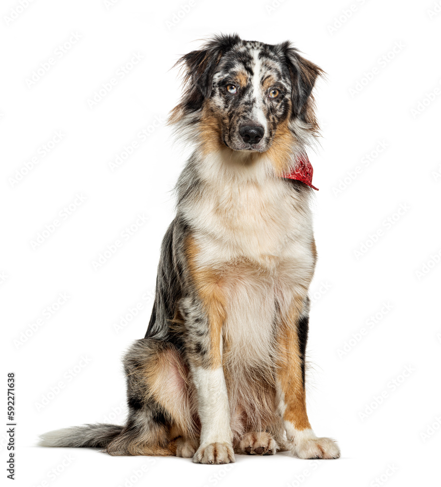 Blue merle australian shepherd sitting wearing a red scarf isolated on white
