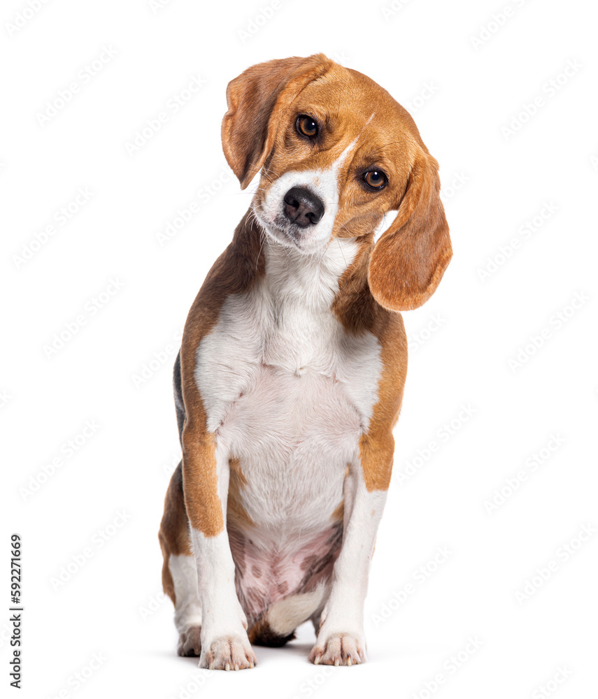 Portrait of a sitting  beagle dog looking at camera, isolated on white
