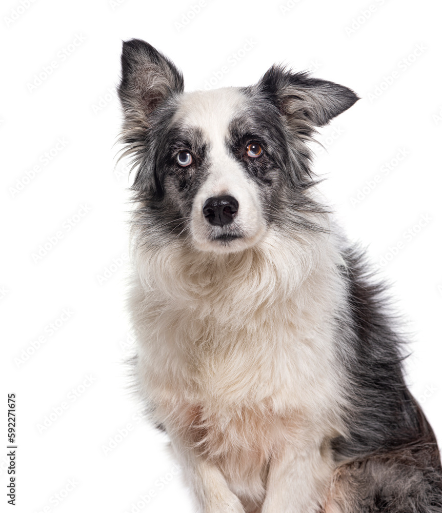 Head shot of a Black and white Border collie dog isolated on white