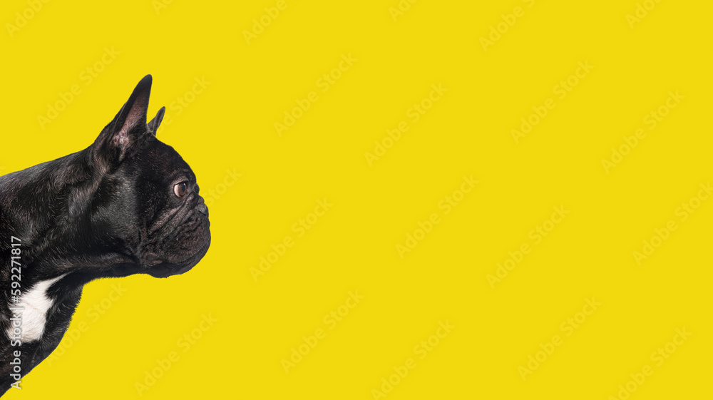 Profile Head shot of a Black french bulldog looking aan empty space to copy text, Banner,  yellow background