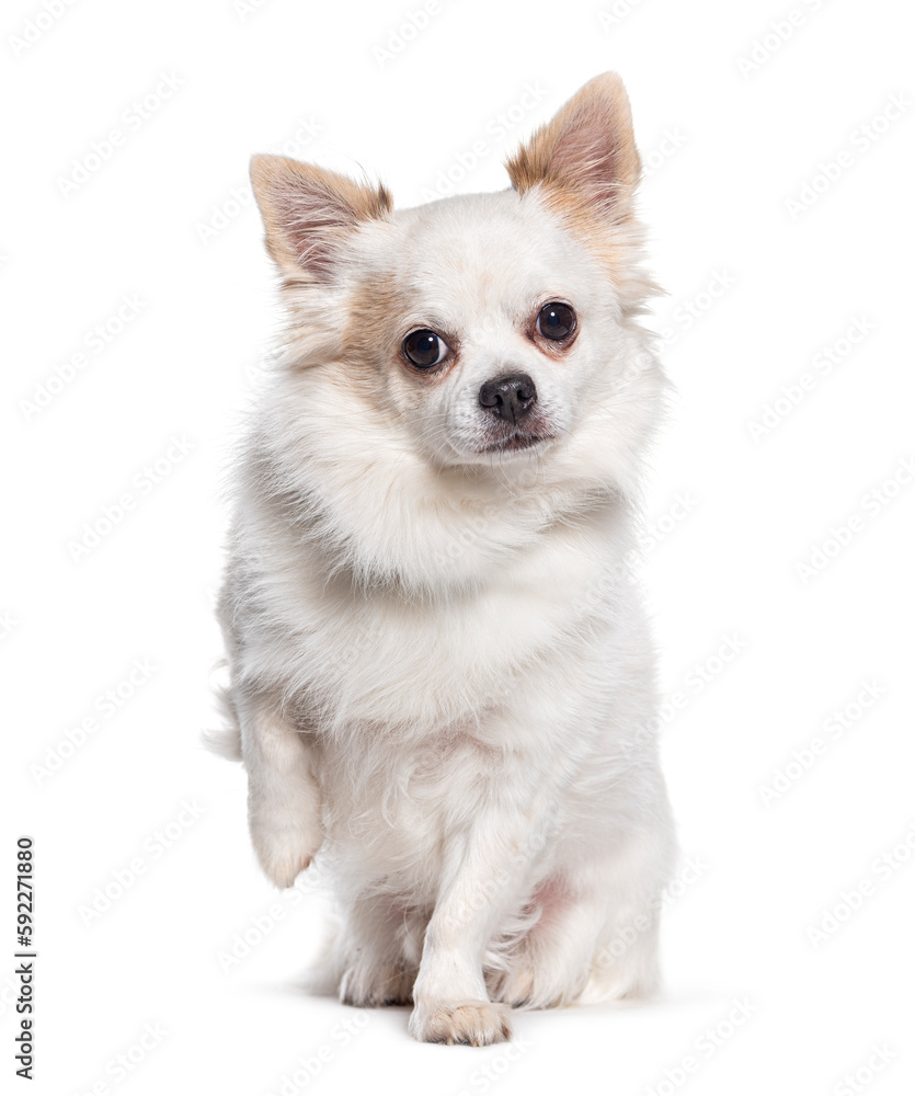 Cute white Chihuahua dog begging raising paw, Isolated on white