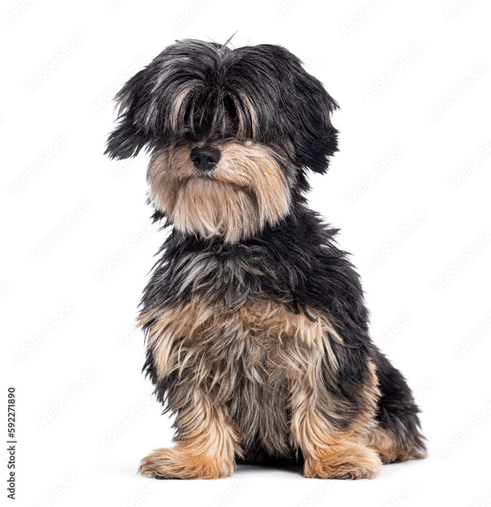 Crossbreed dog between a maltese and a Dachshund, Isolated on white