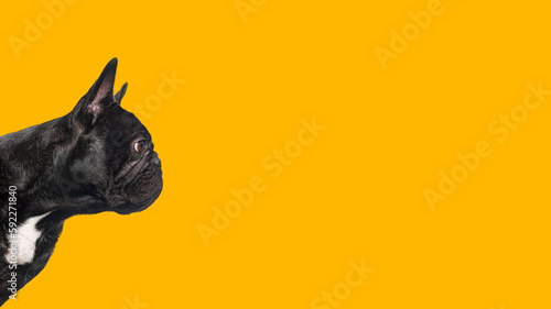 Profile Head shot of a Black french bulldog looking away, Isolated on orange