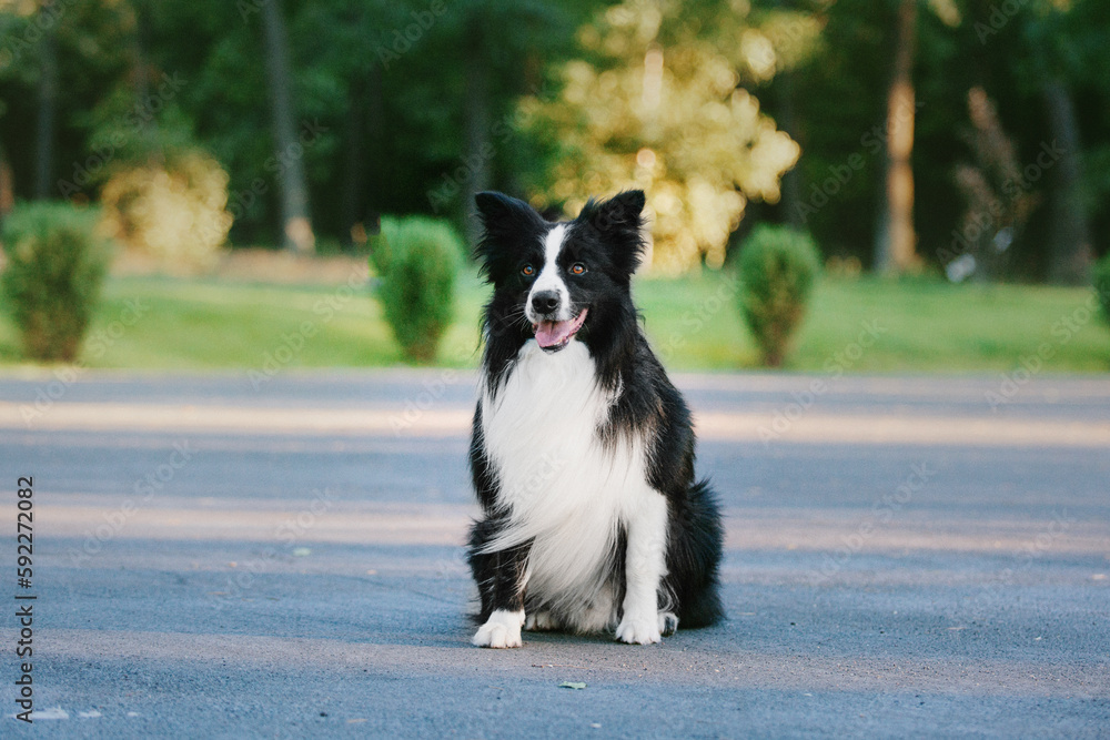 Border Collie dog walking at the city park. Dog fun. Cute pet. Dog tricks. Smart domestic dog breed Border Collie dog walking at the city park. Dog fun. Cute pet. Dog tricks. Smart domestic dog breed
