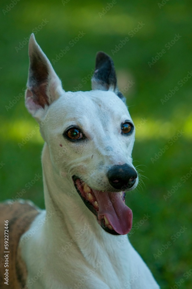 Closeup shot of a white whippet dog