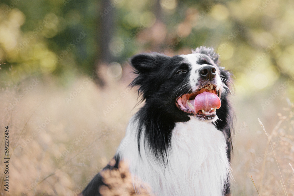 Border Collie dog. Dog in field. Beautiful domestic pet. Summer. Active dog. Smart pet. Dog training Border Collie dog. Dog in field. Beautiful domestic pet. Summer. Active dog. Smart pet. Dog training