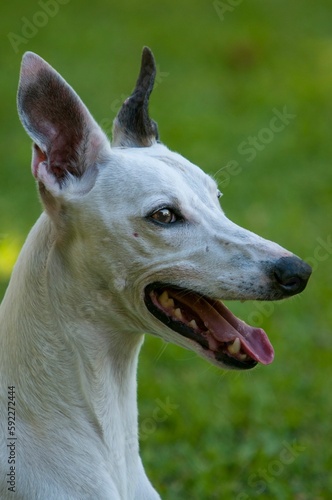Closeup shot of a white whippet dog