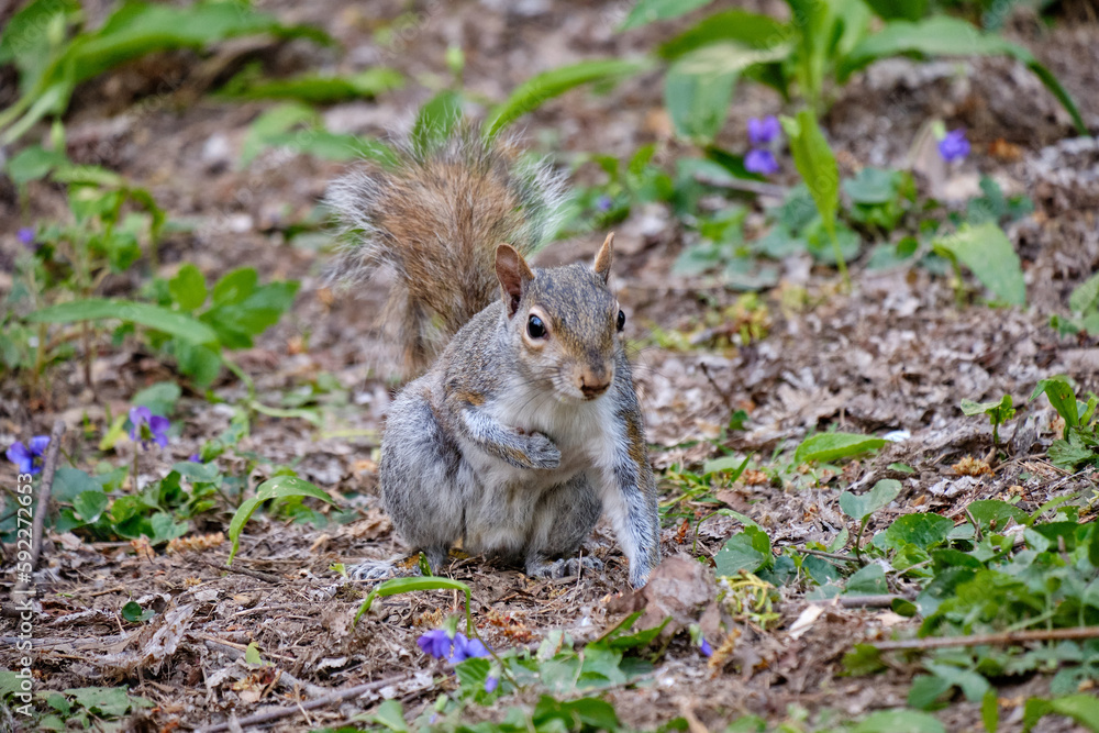Monza: photo of a Squirrel with a chestnut in the Monza park, Italy Monza: photo of a Squirrel with a chestnut in the Monza park, Italy
