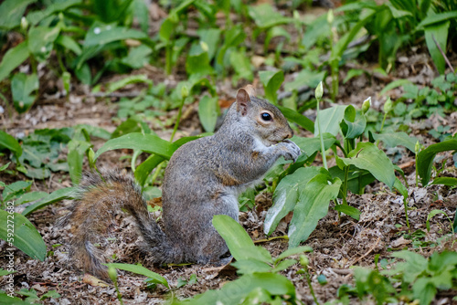 Monza: photo of a Squirrel with a chestnut in the Monza park, Italy © Matteo