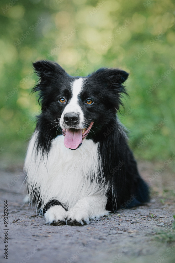 Border Collie dog walking at the city park. Dog fun. Cute pet. Dog tricks. Smart domestic dog breed