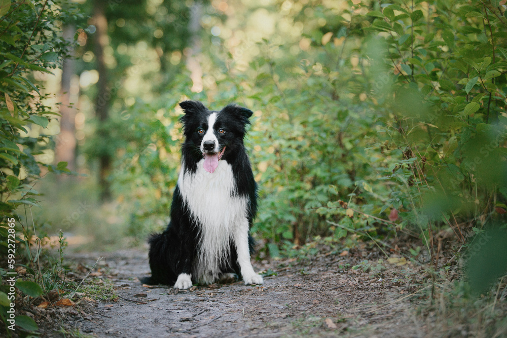 Border Collie dog walking at the city park. Dog fun. Cute pet. Dog tricks. Smart domestic dog breed Border Collie dog walking at the city park. Dog fun. Cute pet. Dog tricks. Smart domestic dog breed