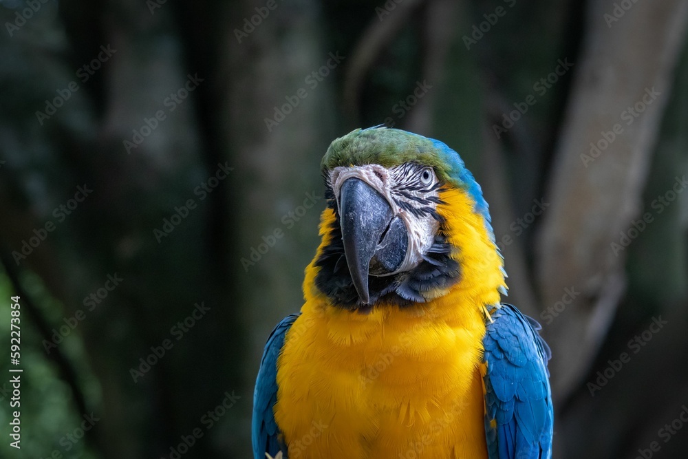 A close-up of a blue-and-yellow macaw next to a mahogany tree.