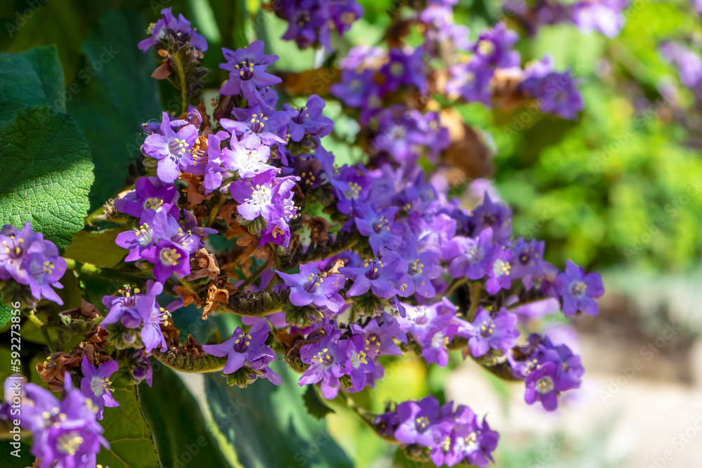 Purple flowers in the garden at early spring Purple flowers in the garden at early spring