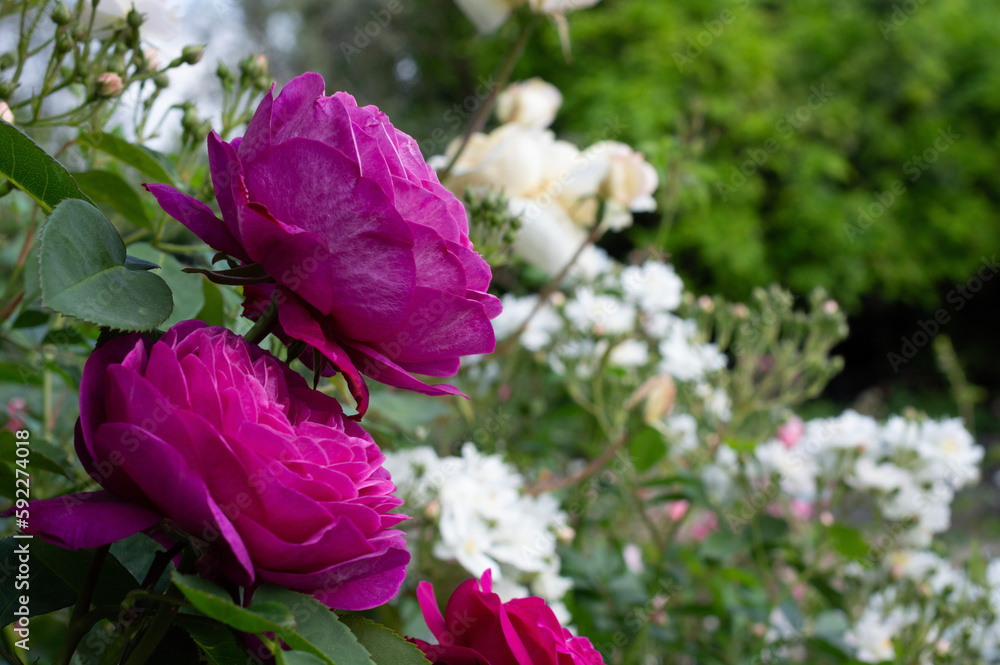 Fototapeta premium PURPLE ROSE I