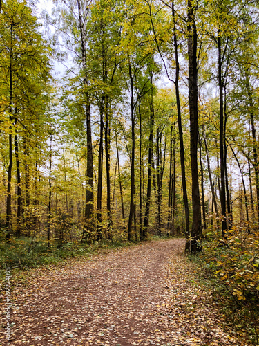 Ground dirt road covered with fallen leaves in autumnal park or forest among trees with green and yellow foliage