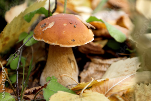 boletus mushroom grows through fallen leaves