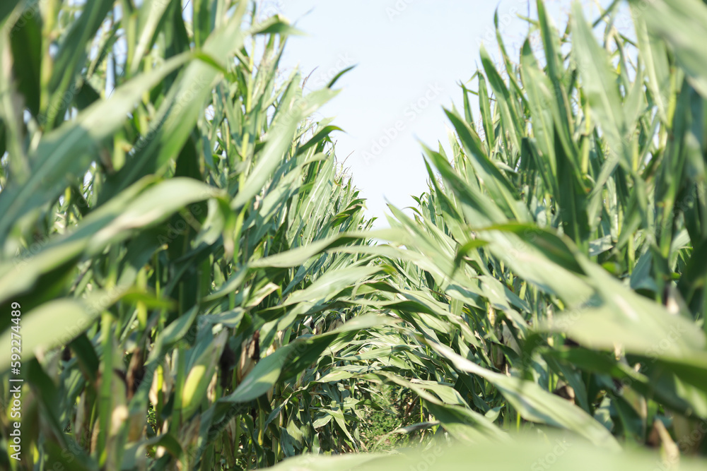Fototapeta premium A selective focus picture of corn cob in organic corn field, Ripening yellow corn on the cob, maize closeup