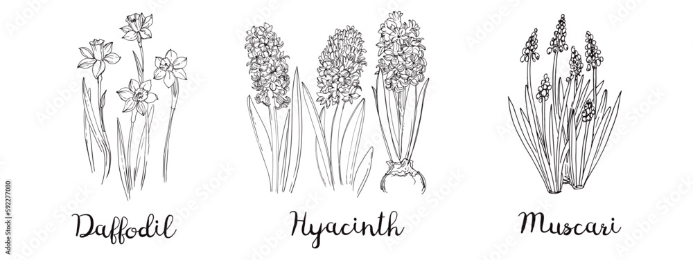 Spring flowers line drawing vector. Daffodils, Hyacinths, Muscari Spring flowers line drawing vector. Daffodils, Hyacinths, Muscari