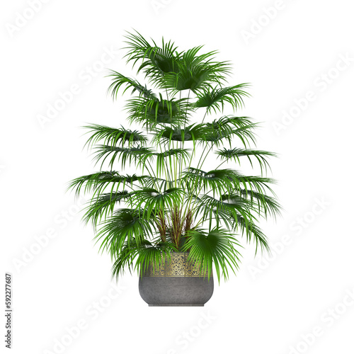 decorative flowers and plants for the interior, isolated on transparent background, 3D illustration, cg render 
