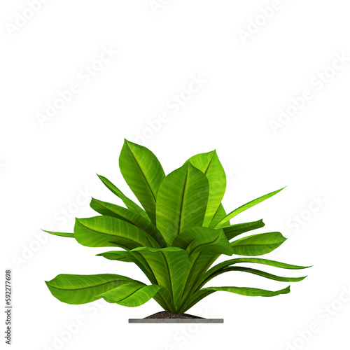 decorative flowers and plants for the interior, isolated on transparent background, 3D illustration, cg render
