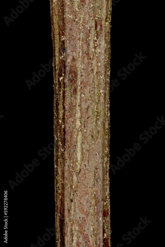 Thunberg's Barberry (Berberis thunbergii). Wintering Twig Detail Closeup © Valery Prokhozhy