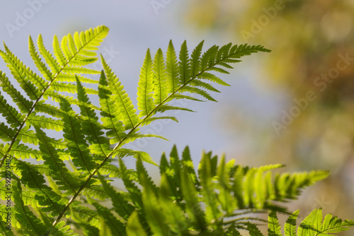 Natural background. Fern leaves. Forest. Natural floral fern background in sunlight with green blur. Concept of nature. Ecology, environment. Picture for screensaver, wallpaper, card design. Spring