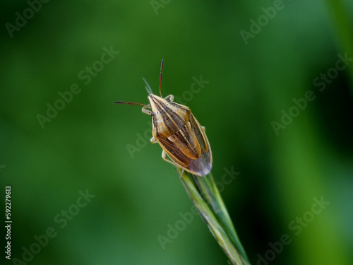 Die Getreidewanze die auch Spitzling genannt wird, trägt ihren Namen durch ihren Ruf als Schädling