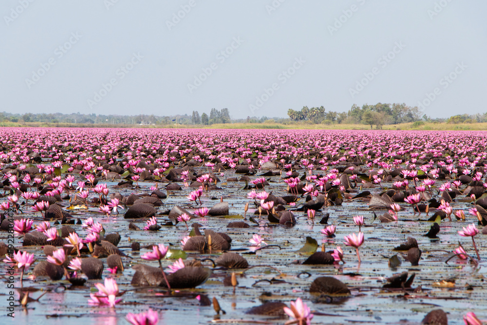Fototapeta premium Red Lotus Sea blooms all over freshwater lake tales from legend. Udon Thani Thailand. Freshwater for Landscape in morning with fog bright sunlight background along. Tourist attraction beautiful nature