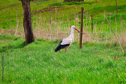 Storch bei der Nahrungssuche im hohen Gas in freier Wildbahn.
