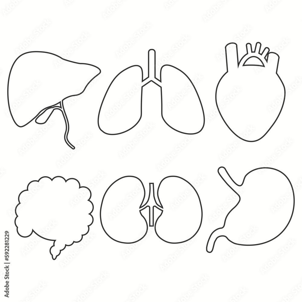 Fototapeta premium Human organs icon set outlines. Vector