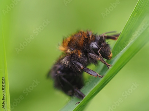 Eine Hummel nach einem Regenschauer auf einem Grashalm
