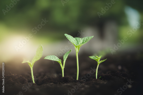 Planting seedlings to reduce global warming. Green sprout growing from seed. Seedlings that are growing into trees, generative AI	