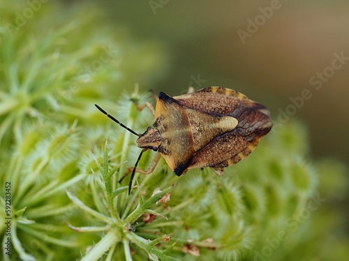 Baumwanzen sind die sehr häufig vorkommenden Wanzen