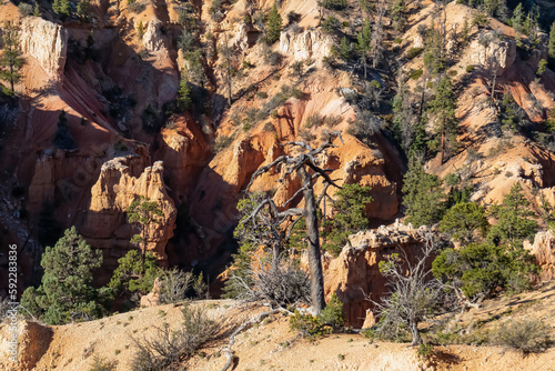 Old tree Bristlecone Pine (Pinus longaeva) with panoramic view on sandstone rock formations on Navajo Rim hiking trail in Bryce Canyon National Park, Utah, USA. Hoodoo rocks in natural amphitheatre photo