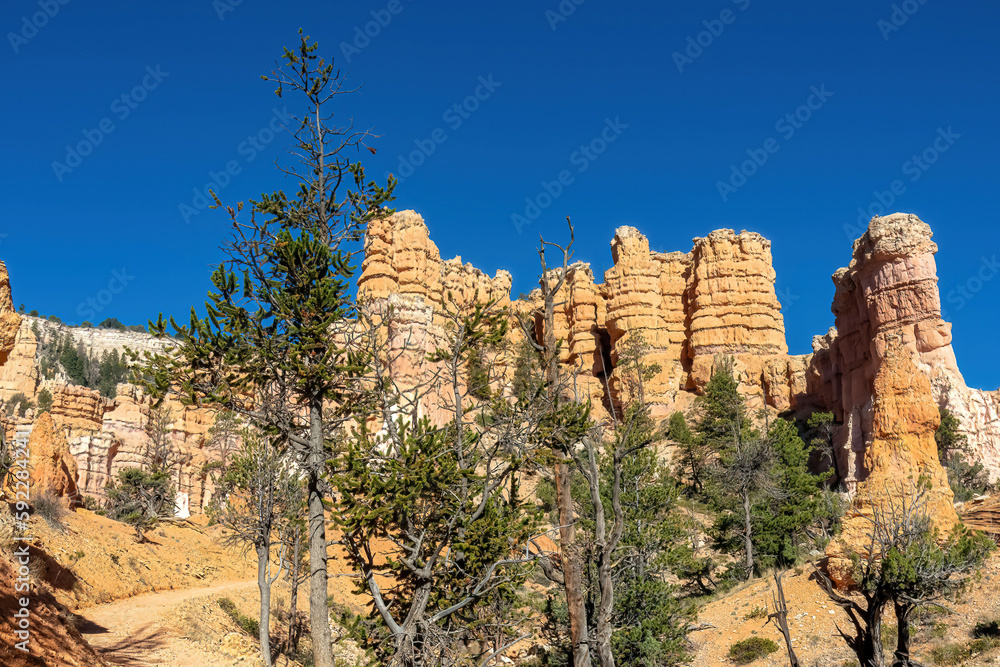 Old tree Bristlecone Pine (Pinus longaeva) with panoramic view on sandstone rock formations on Navajo Rim hiking trail in Bryce Canyon National Park, Utah, USA. Hoodoo rocks in natural amphitheatre