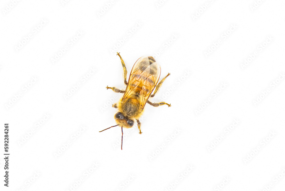 Naklejka premium western honey bee or European honey bee - Apis mellifera - closeup top dorsal view isolated on white background with great detail with shadow
