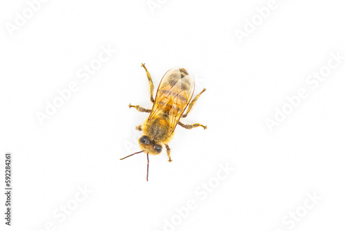 western honey bee or European honey bee - Apis mellifera - closeup top dorsal view isolated on white background with great detail with shadow