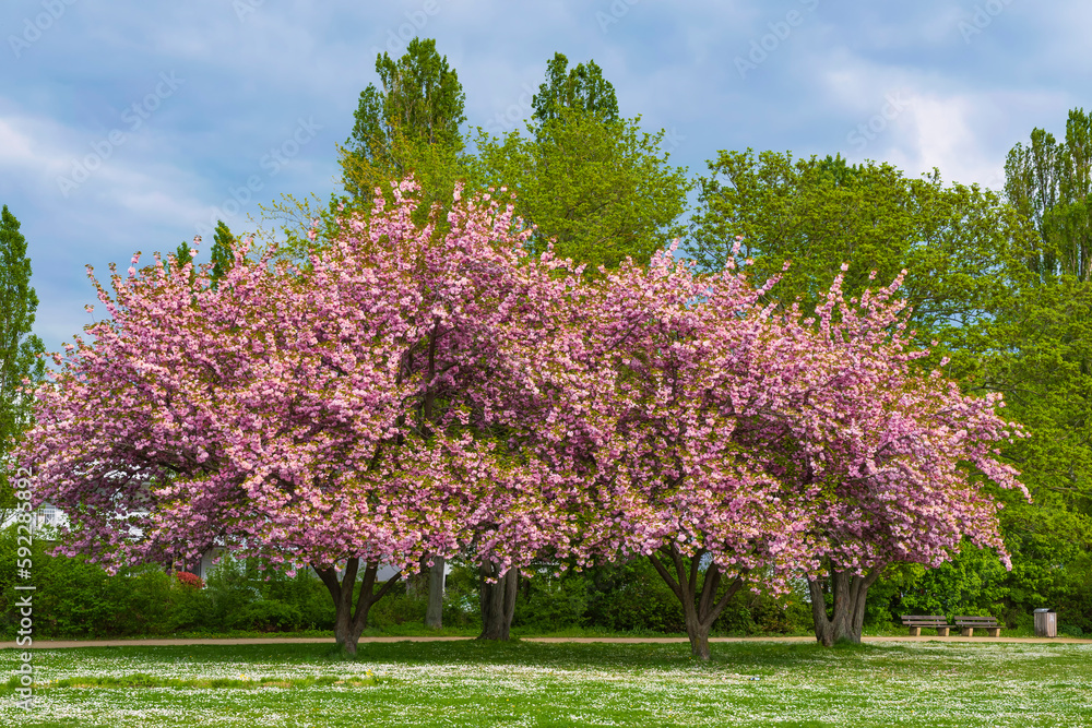 A Japanese cherry tree in full bloom in Wiesbaden - Germany on the banks of the Rhine