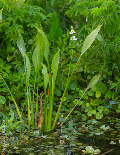 Lance leaf Arrowhead - Sagittaria lancifolia - is commonly found in freshwater marshes and swamps and along streams  ponds  and lakes. This native Florida plant  also know as duck potato