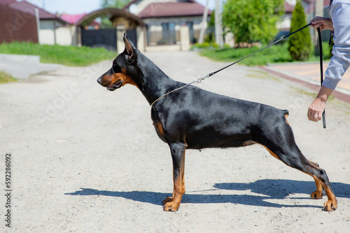 doberman dog on a walk portrait